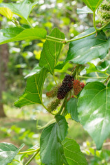 Mulberry, colorful, purple, red, green