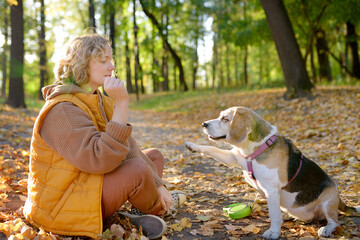 A young woman walks with old Beagle dog in a summer park. The owner gives a treat to the animal...