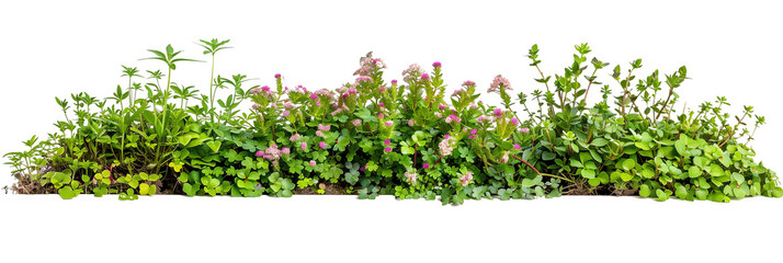 set of creeping ground covers with small flowers, used for landscaping, isolated on transparent background