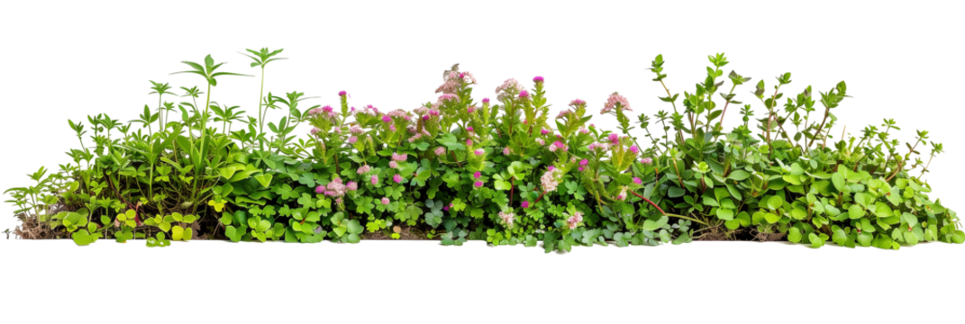 set of creeping ground covers with small flowers, used for landscaping, isolated on transparent background