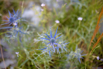 Mediterranean sea holly (Eryngium bourgatii ) is blooming in mountains of Montenegro on summer day.