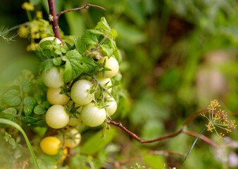 Yellow tomatoes plant is growing on the bed. Fresh organic maturing vegetable on agricultural farm. Close up