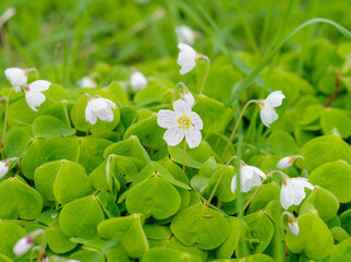 three and four leaf clover plant with delicate white flowers