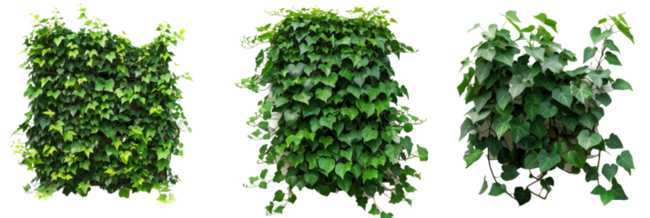 set of rainforest creepers with glossy leaves and thick growth, creating lush green walls, isolated on transparent background