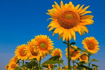 Obraz premium summer sunflower field on blue sky background, summer agricutural scene