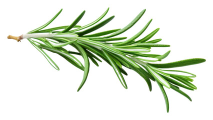 PNG Herbs rosemary herbal plant