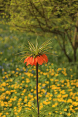 An orange spring flower in a clearing