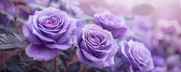 Cluster of purple roses in soft focus