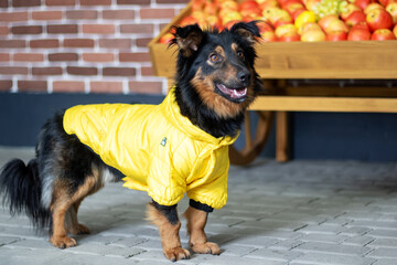 A fawncolored dog in a yellow jacket, a working animal, with a black snout