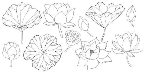 lotus flowers, leaves and buds black line art. Set of vector illustration. Outline floral drawing for for logo, tattoo, packaging design, compositions. Water Lily botanical vector design.