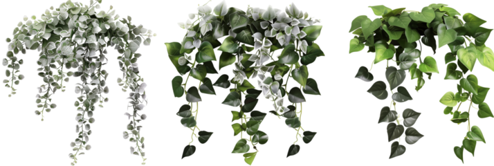 set of ornamental creepers with silver and green leaves, adding elegance to urban decor, isolated on transparent background
