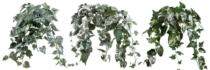 set of ornamental creepers with silver and green leaves, adding elegance to urban decor, isolated on transparent background