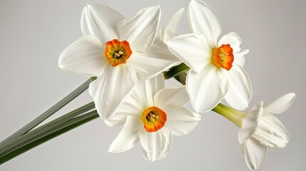 Fototapeta premium Ethereal Blooms in Alabaster Vase