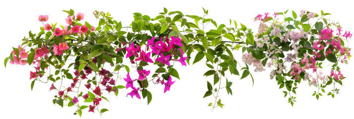 set of types of flowering creepers with blooms of various colors, isolated on transparent background