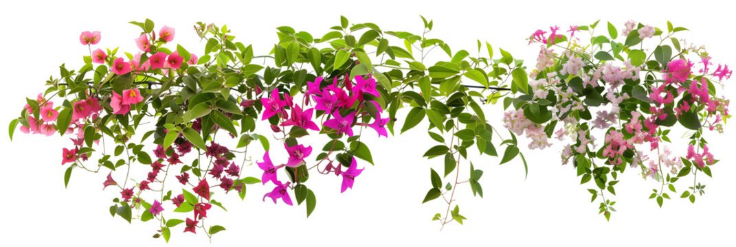 groundnut plant South Jersey Hopniss (American Groundnut)  UJAMAA SEEDS