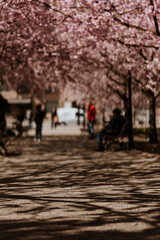 Fototapeta premium Cherry blossom/Sakura branches with shadow patterns from branches, gravel path and people in park