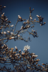Magnolia flower on branch on blue sky background
