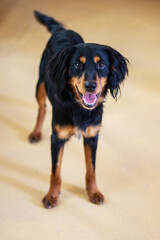 A black and brown dog from the Sporting Group with its mouth open