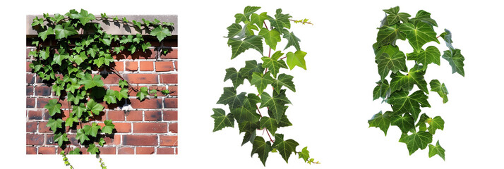 set of ivy creepers on a brick wall, showcasing varying leaf sizes and shapes, isolated on transparent background