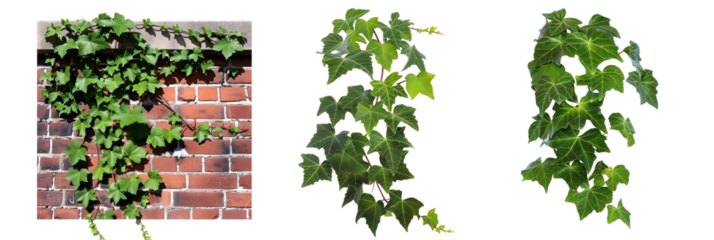 set of ivy creepers on a brick wall, showcasing varying leaf sizes and shapes, isolated on transparent background