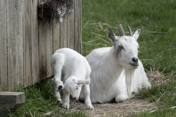 white goat with horns  with cute kid by shelter