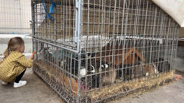A little girl is gently petting a group of rabbits inside a composite material cage with a mesh fence. The rabbits are happy terrestrial animals enjoying the attention