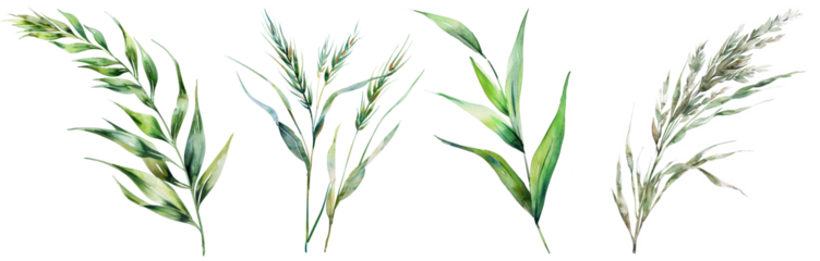 Graceful Watercolor Grass - Transparent Background