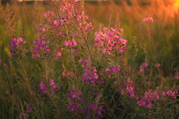 Ivan tea on a summer evening in the rays of the setting sun