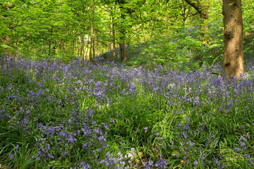Bluebells (Hyacinthoides non-scripta) in Middleton Woods, Denton Road, Ilkley, West Yorkshire, UK