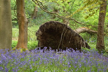 Bluebells (Hyacinthoides non-scripta) in Middleton Woods, Denton Road, Ilkley, West Yorkshire, UK