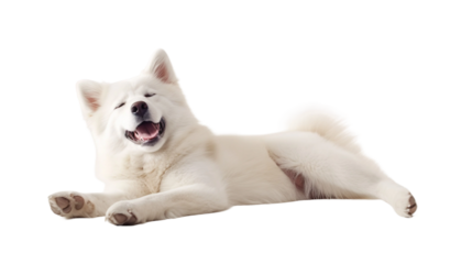 alaskan malamute puppy