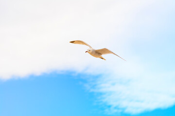 Gaviota al vuelo con unos hermosos reflejos del atardecer
