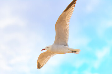Gaviota al vuelo con unos hermosos reflejos del atardecer