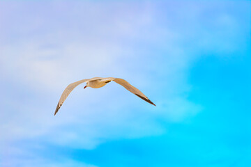 Gaviota al vuelo con unos hermosos reflejos del atardecer