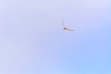Gaviota al vuelo con unos hermosos reflejos del atardecer