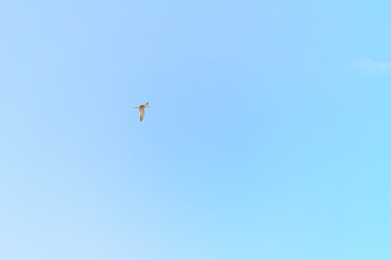 Gaviota al vuelo con unos hermosos reflejos del atardecer