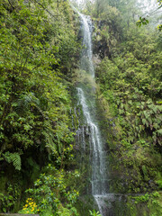 Waterfall in dense tropical laurel forest vegetation with ferns, moss and stones at Levada Caldeirao Verde and Caldeirao do Inferno hiking trail, Madeira island, Portugal