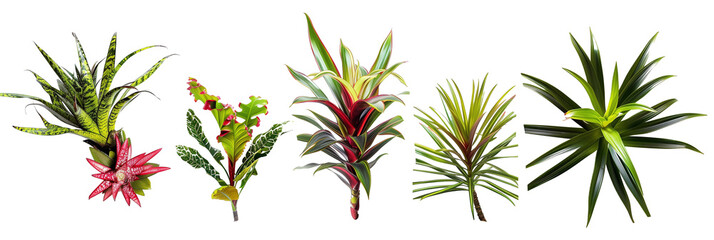 set of combinations of bromeliads with philodendron leaves and palm fronds, isolated on transparent background