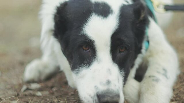Black and white dog alabai happily walks on a leash, exploring its surroundings with curiosity and energy.