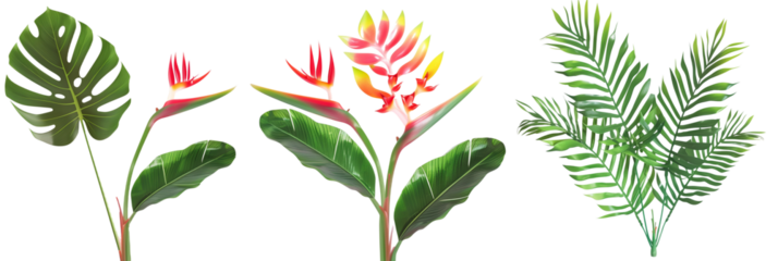 set of displays of heliconia with palm fronds and monstera leaves, isolated on transparent background