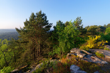 Fototapeta na wymiar Rock of the mouse panorama in Trois Pignons forest. Massif forest of Fontainebleau