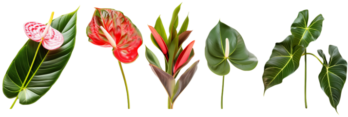 set of arrangements of anthuriums with banana leaves and ti plant leaves, isolated on transparent background