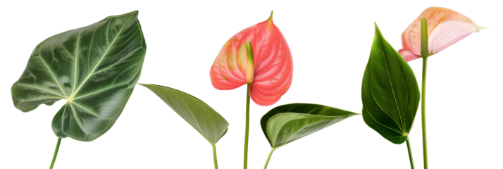 set of arrangements of anthuriums with banana leaves and ti plant leaves, isolated on transparent background