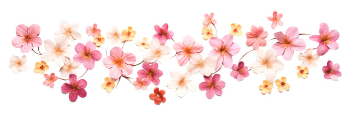 PNG Blossom flower petal plant