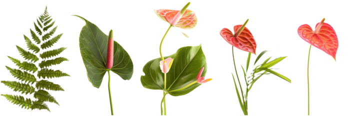 set of settings of anthuriums with fern fronds, isolated on transparent background