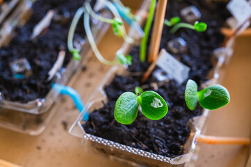 卵パックで苗作り　発芽　南瓜