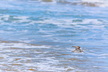 Calidris alba volando sobre las olas