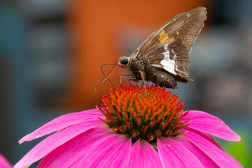 Butterfly on Cone Flower bloom, Pittsburgh, PA