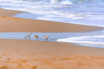 Calidris alba comiendo moluscos en  la costa