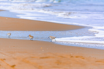 Calidris alba comiendo moluscos en  la costa